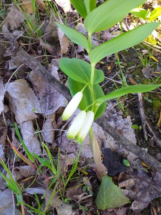 Polygonatum odoratum flower