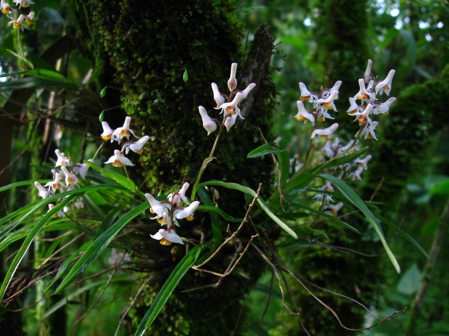 Polystachya alpina — houseplant care guide