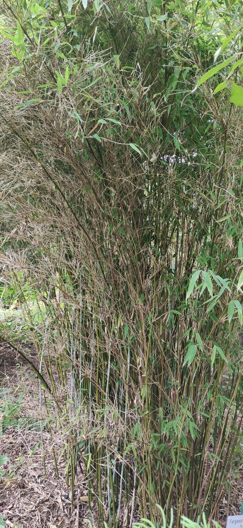 Fargesia spathacea habit