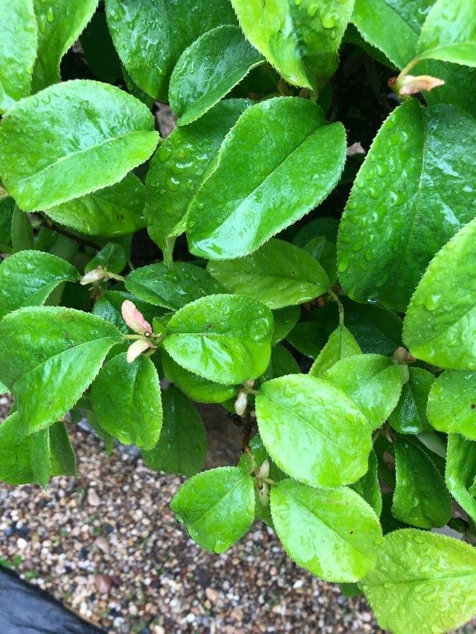 Chaenomeles sinensis