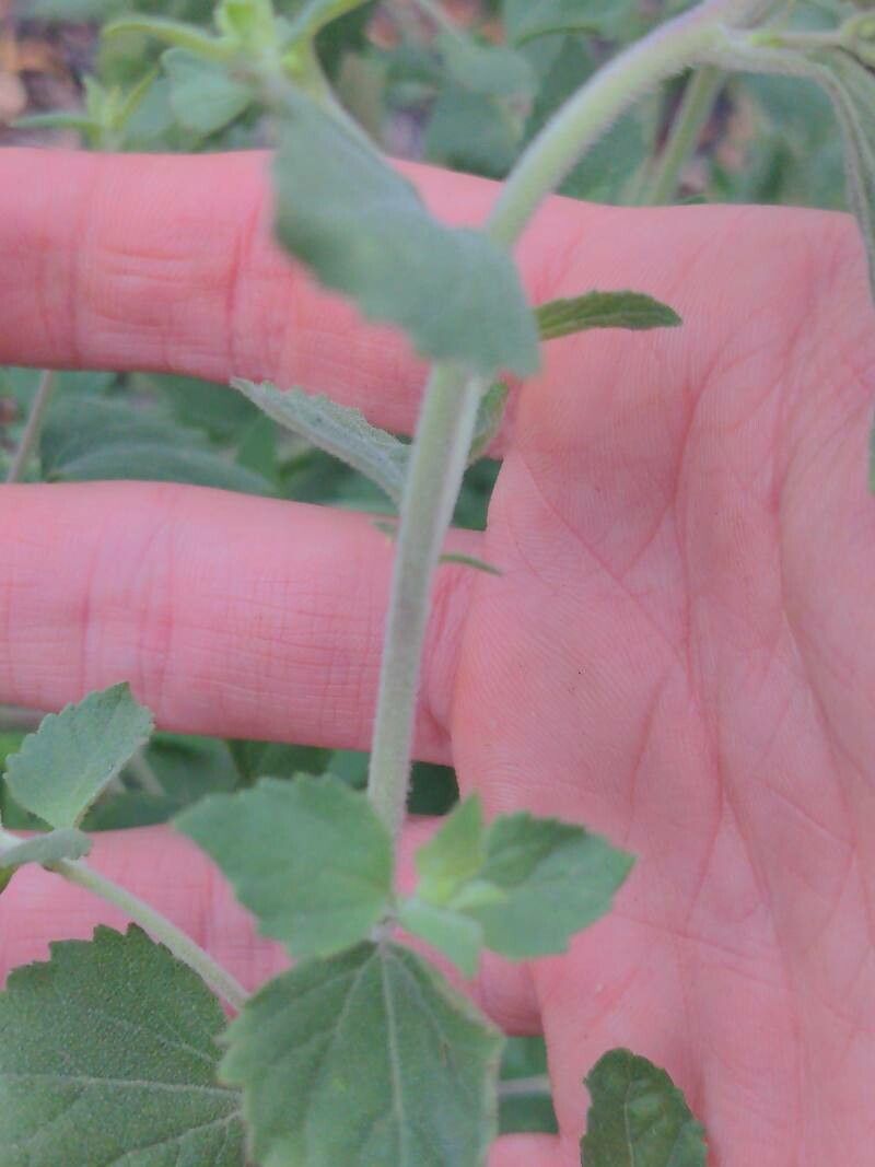 Brickellia californica bark