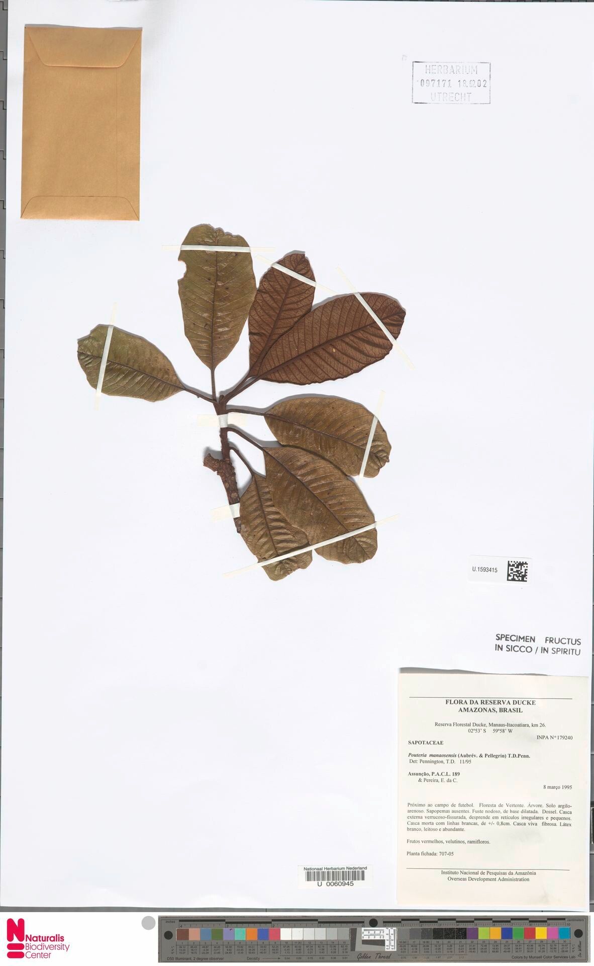 Pouteria manaosensis leaf
