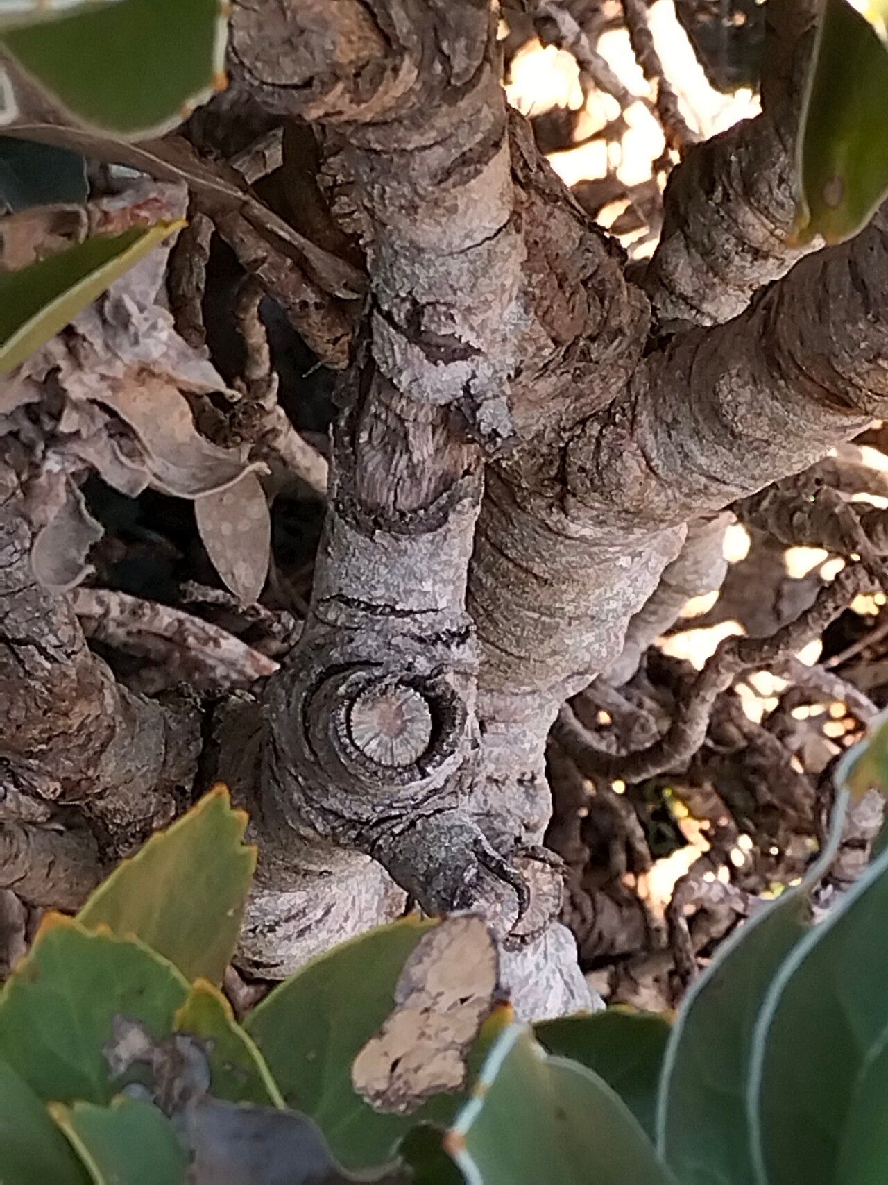Leucospermum conocarpodendron bark