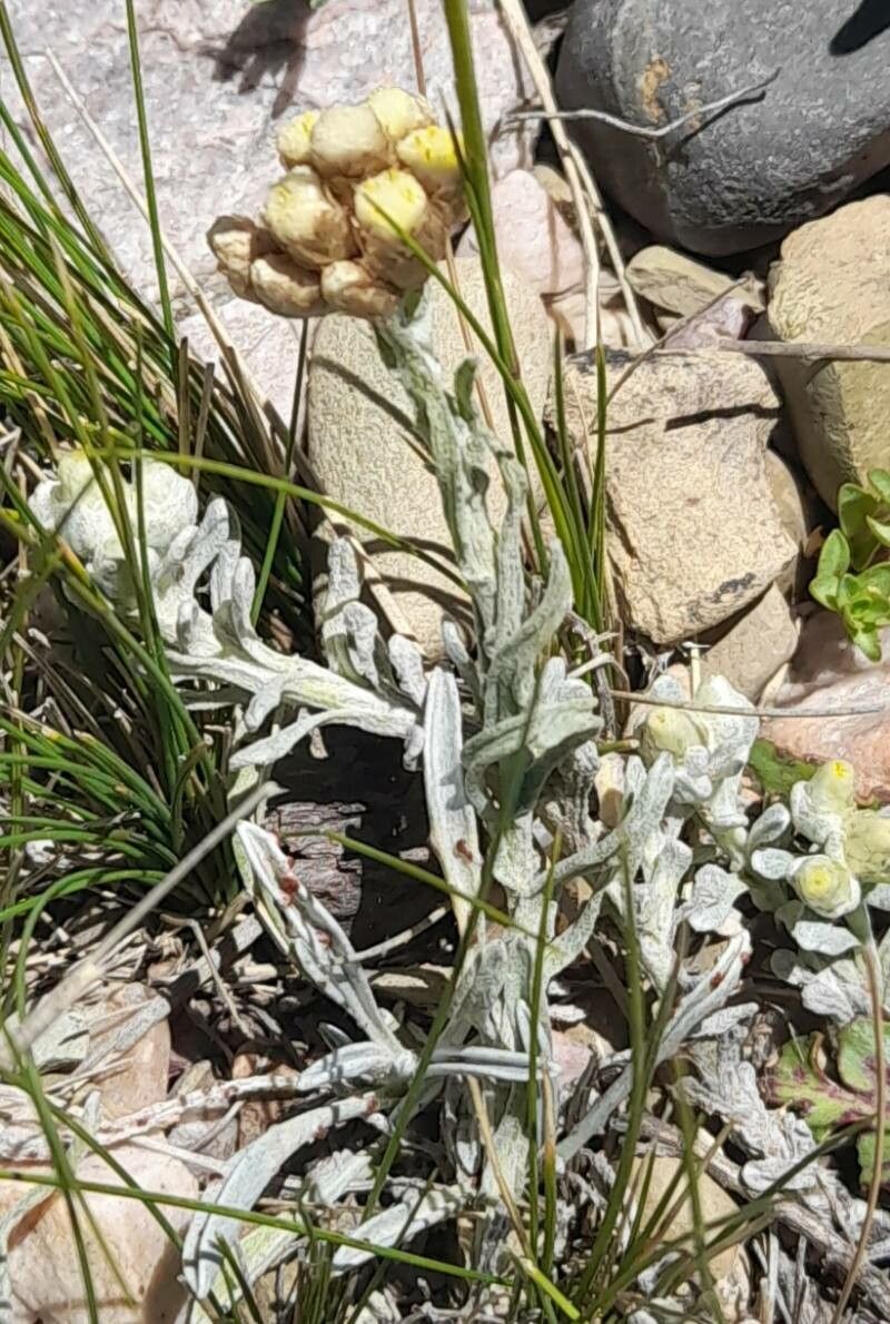 Pseudognaphalium viravira habit