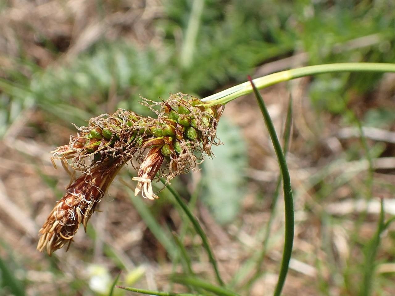 Carex caryophyllea fruit