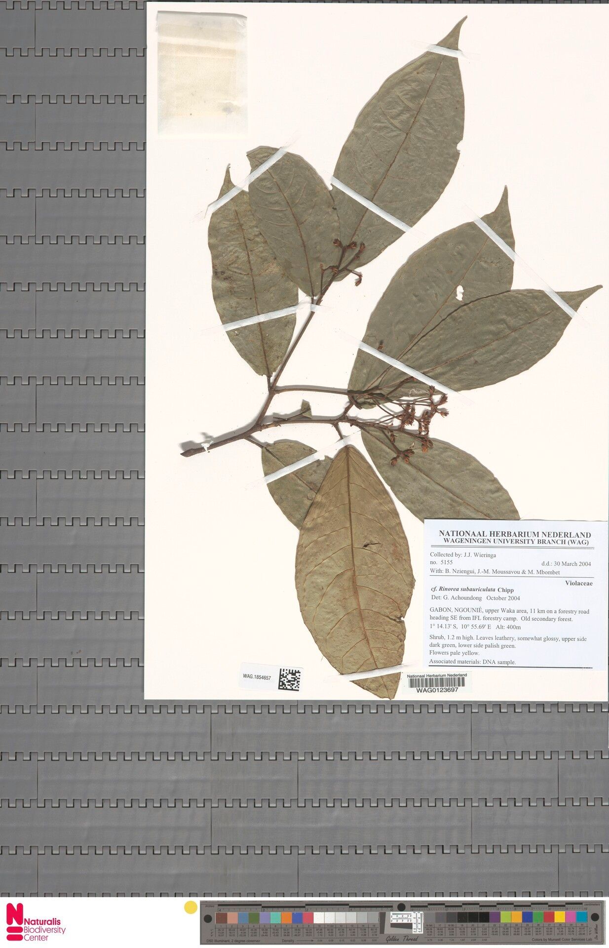 Rinorea subauriculata — houseplant care guide