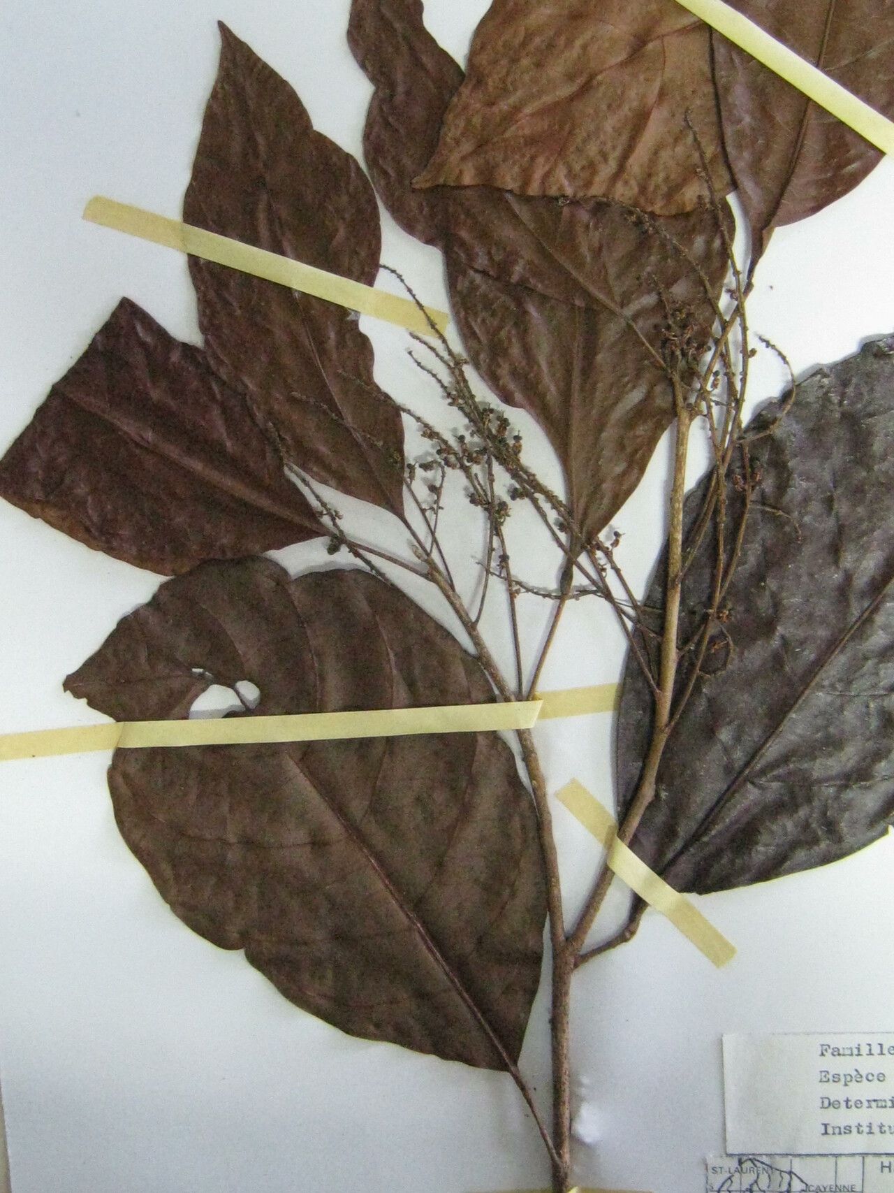 Allophylus acutatus other