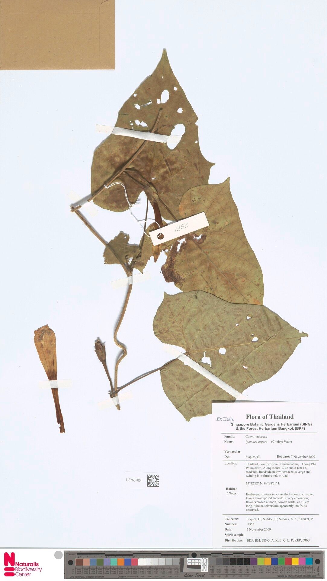 Ipomoea aspera — houseplant care guide