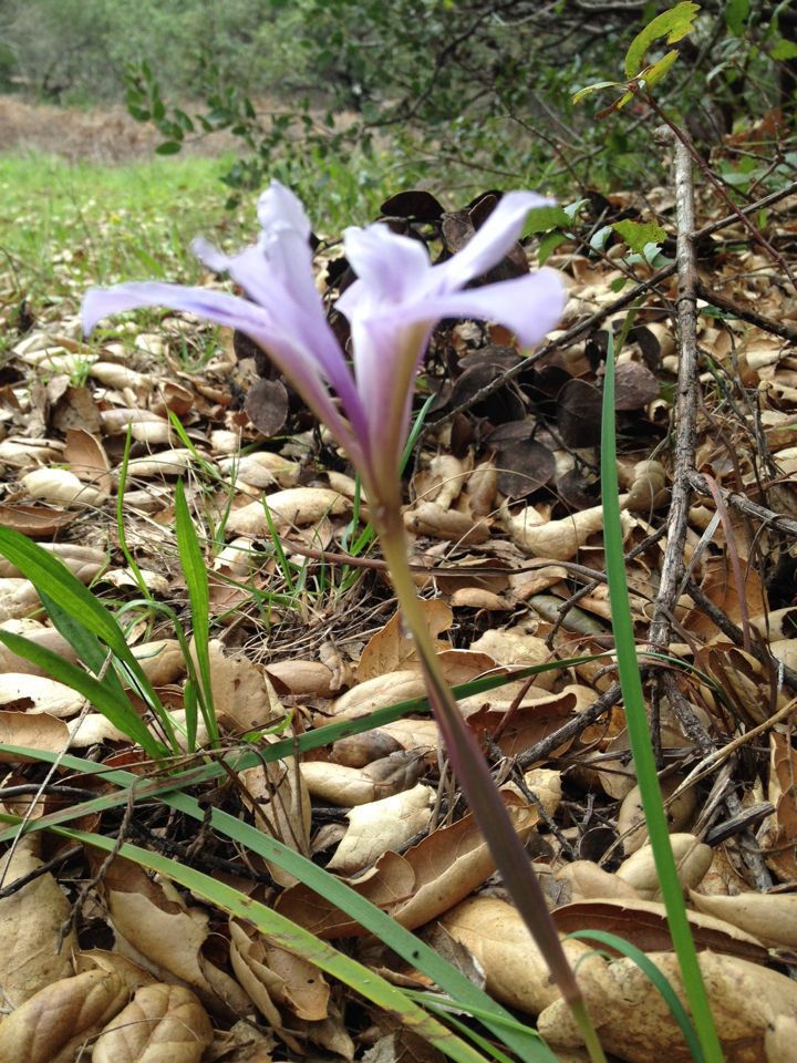 Iris macrosiphon habit