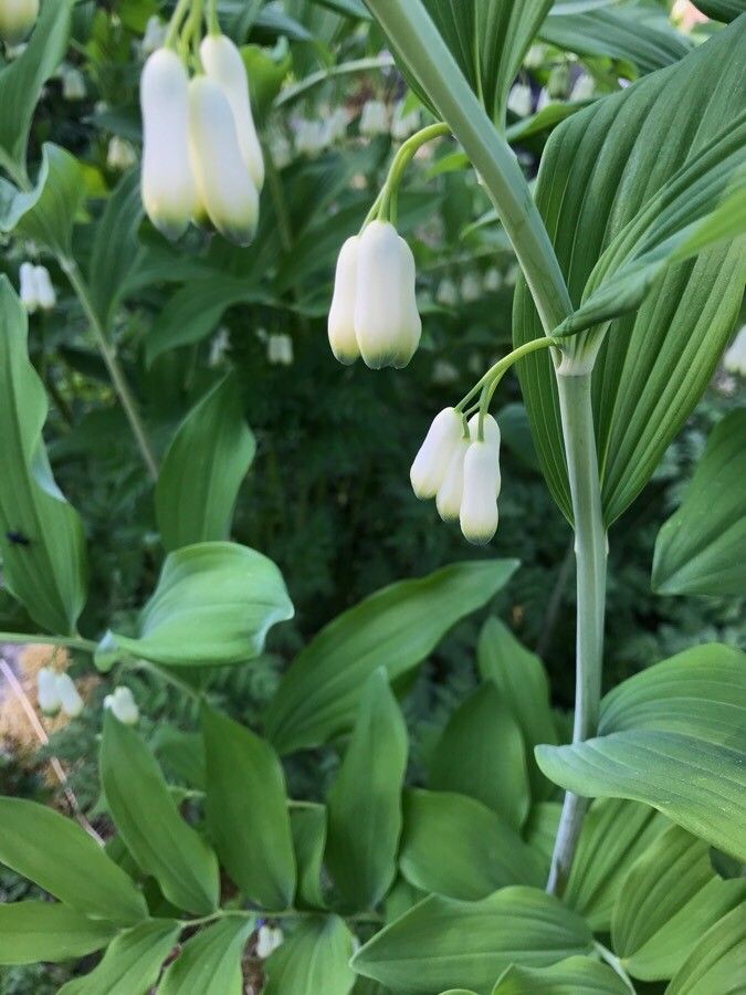 Polygonatum multiflorum flower