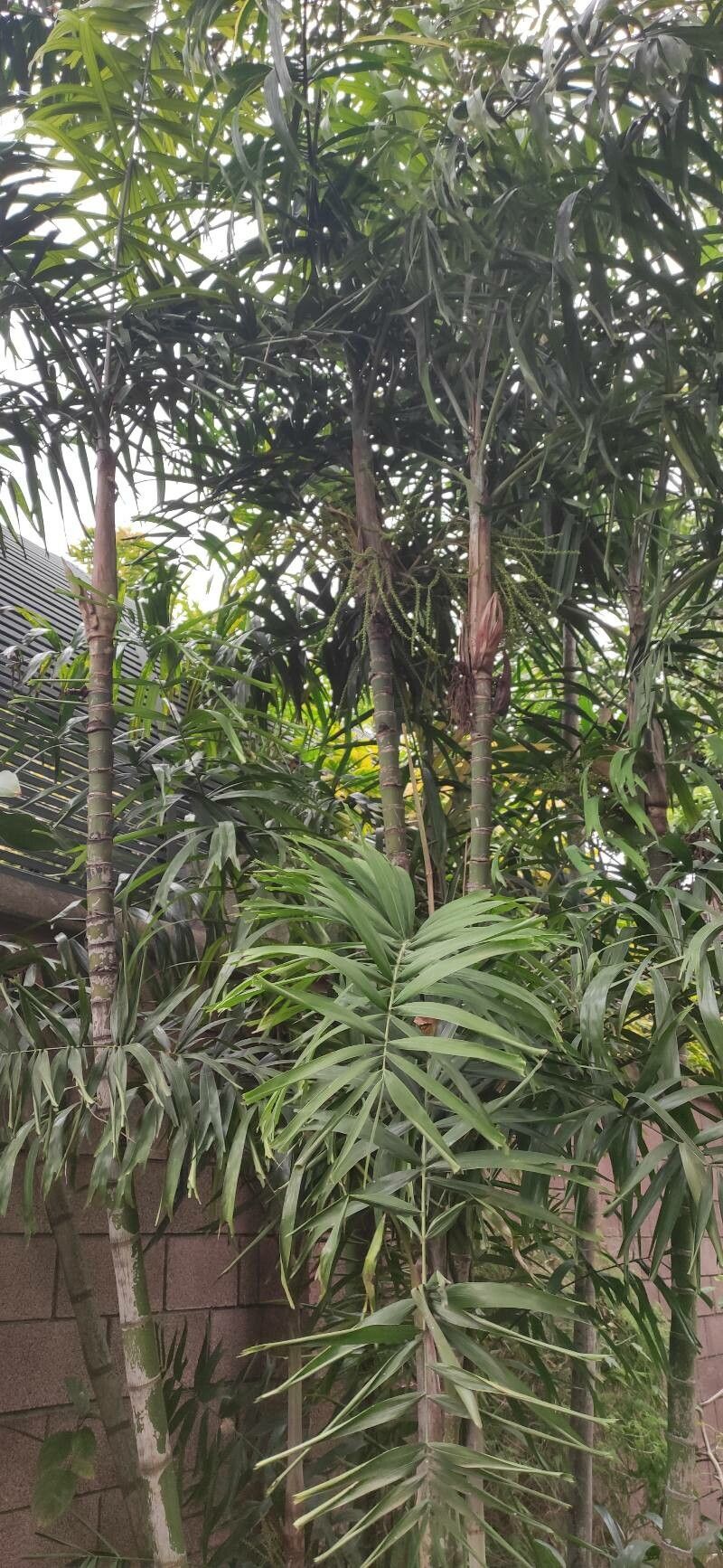 Ptychosperma microcarpum habit