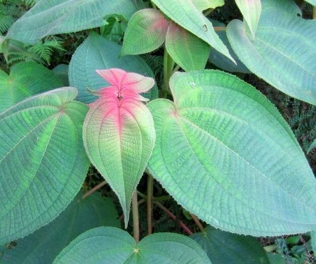 Miconia domociliata leaf