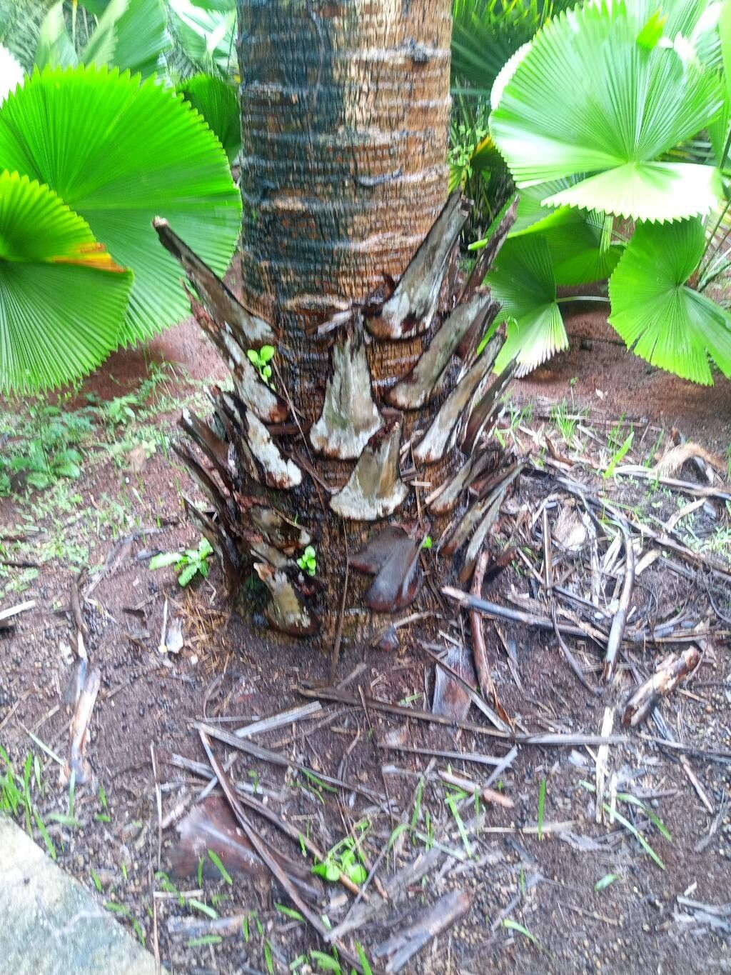 Livistona rigida bark