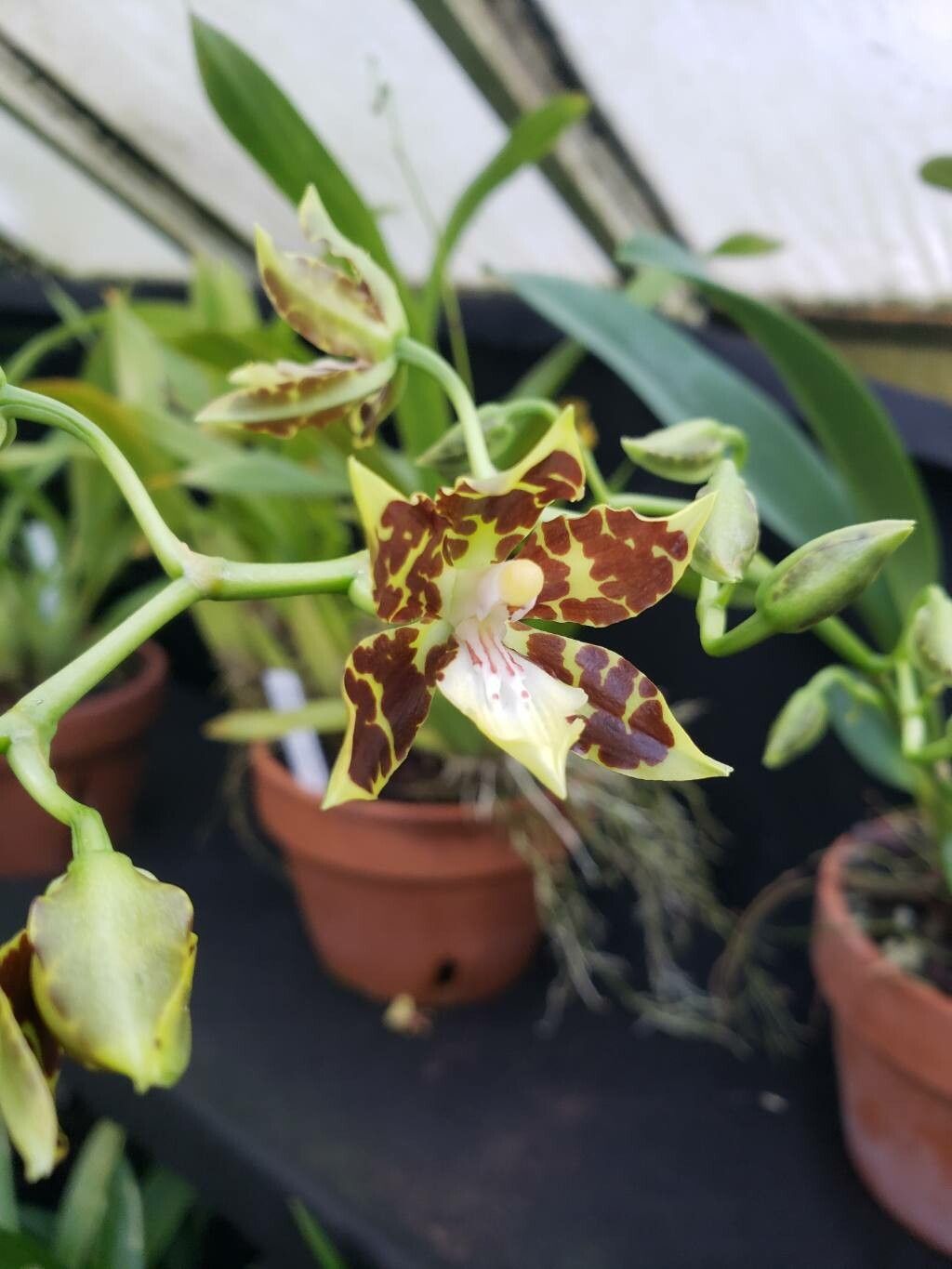 Oncidium maculatum — search result for 'Oncidium'