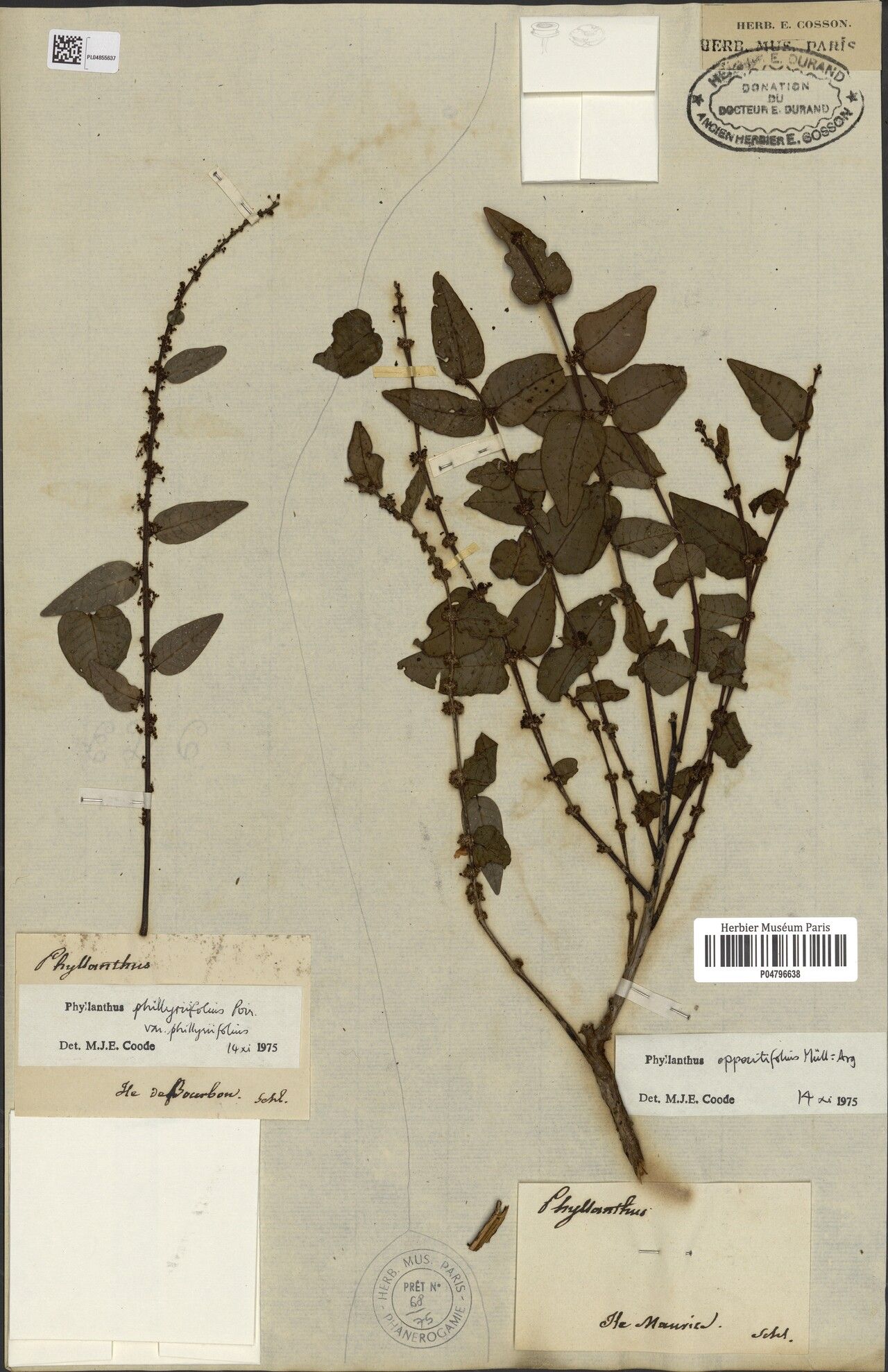 Phyllanthus oppositifolius — houseplant care guide