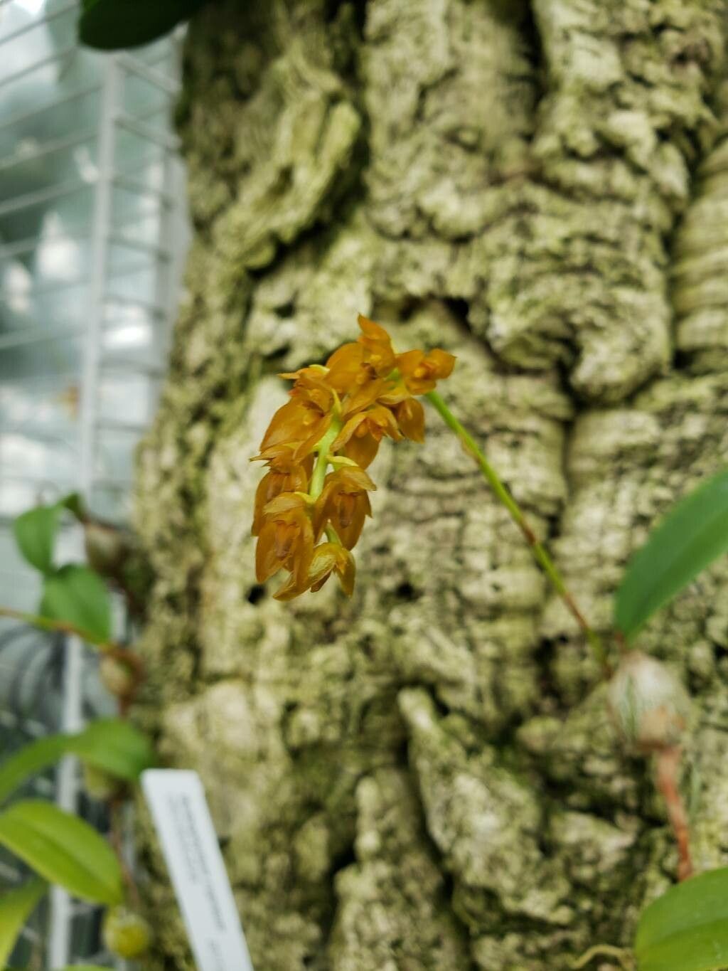 Bulbophyllum cupreum — houseplant care guide