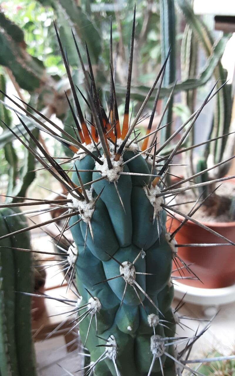 Stetsonia coryne flower