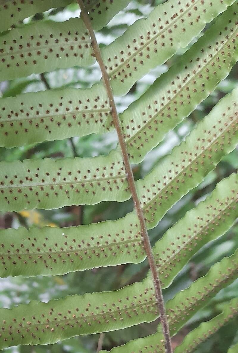 Cyclopeltis semicordata flower