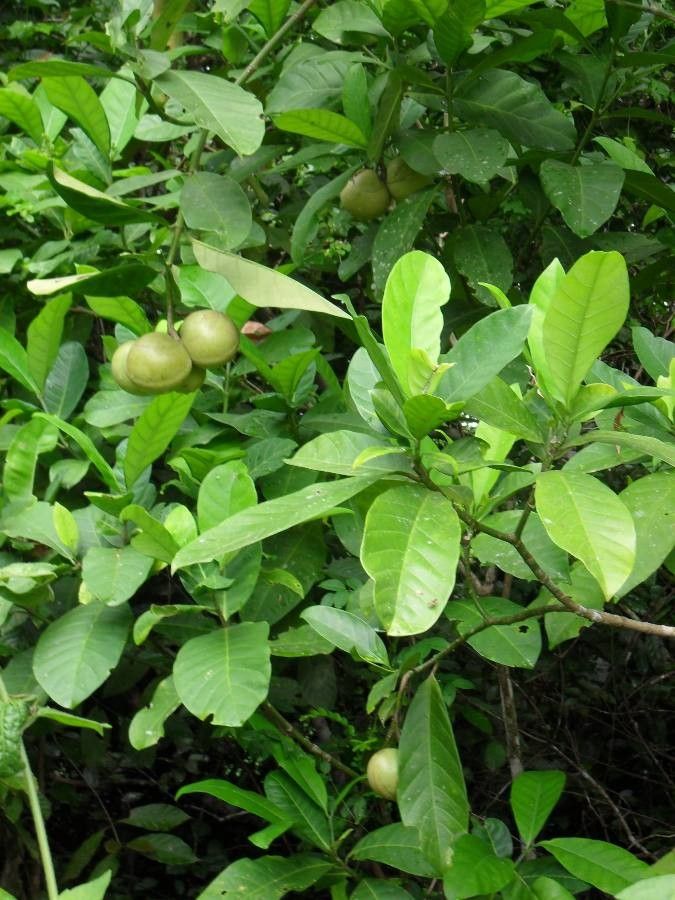 Tabernaemontana crassa fruit