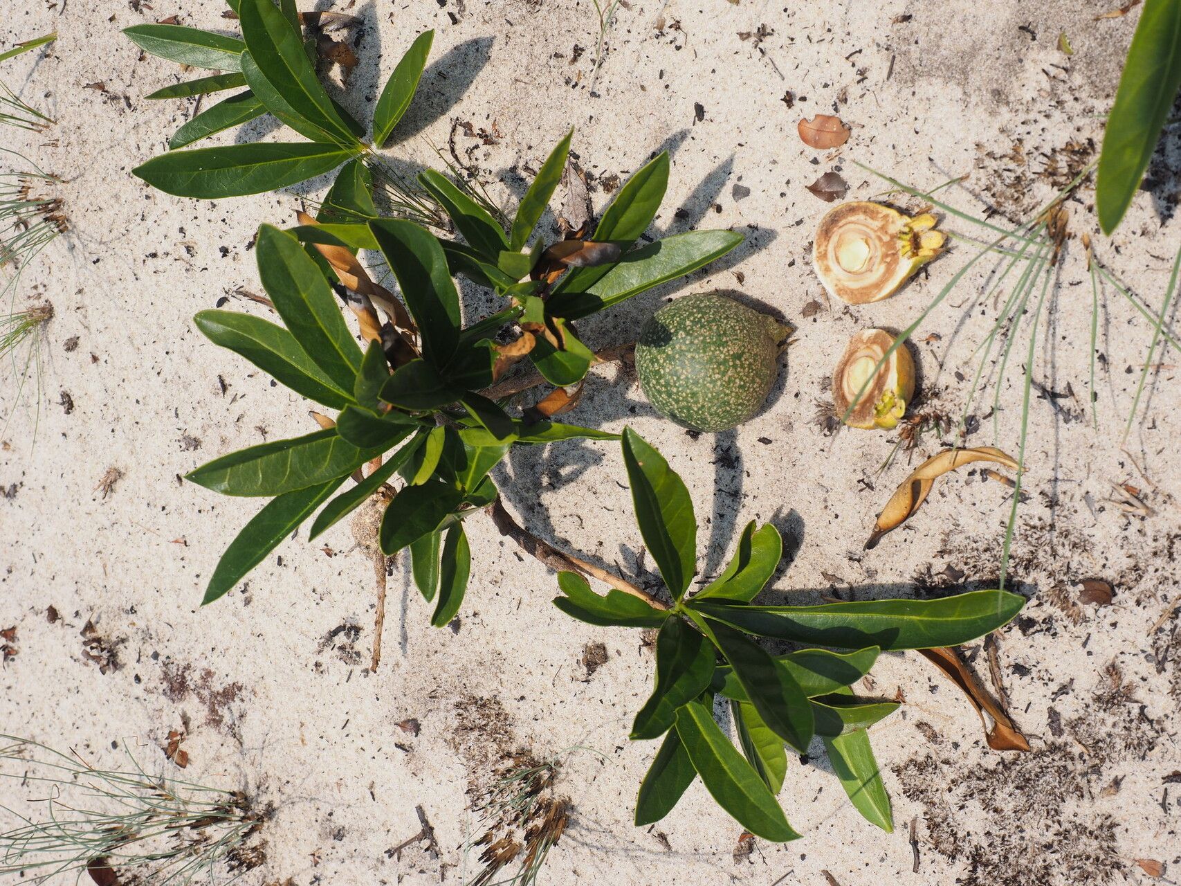 Napoleonaea gossweileri fruit