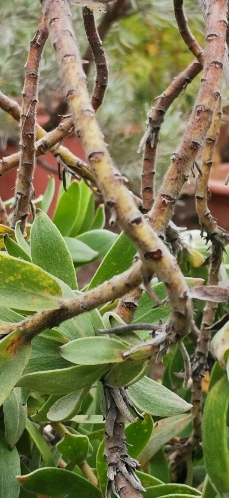 Leucospermum oleifolium bark