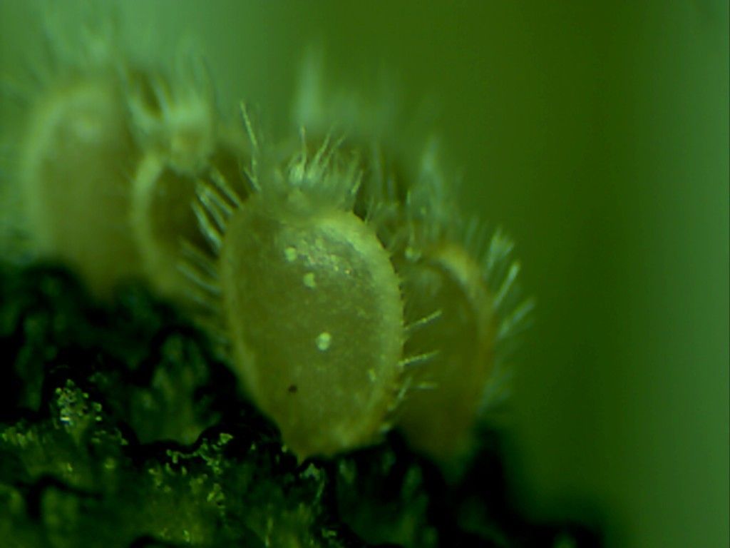 Bellis pappulosa fruit