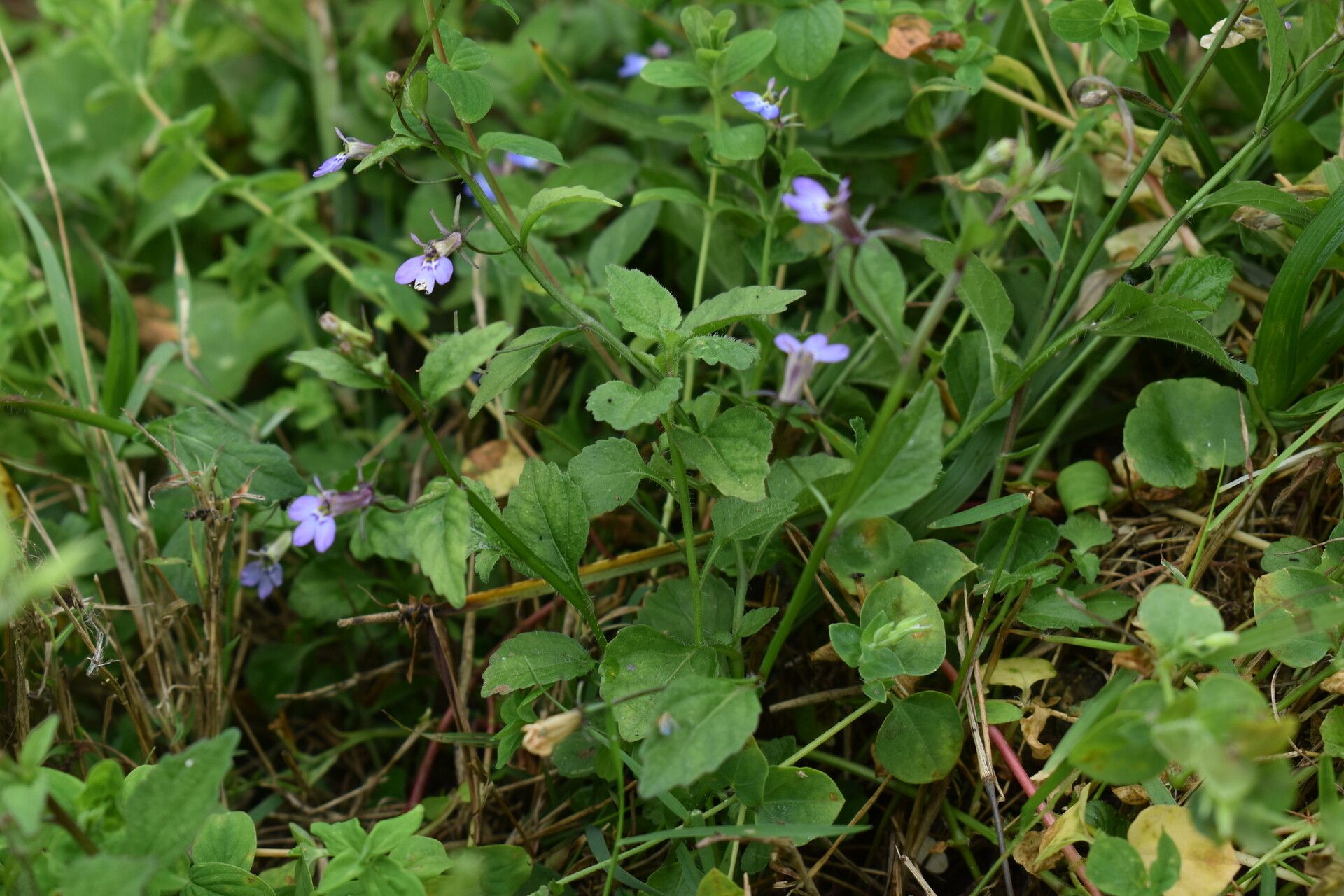 Lobelia rubescens habit