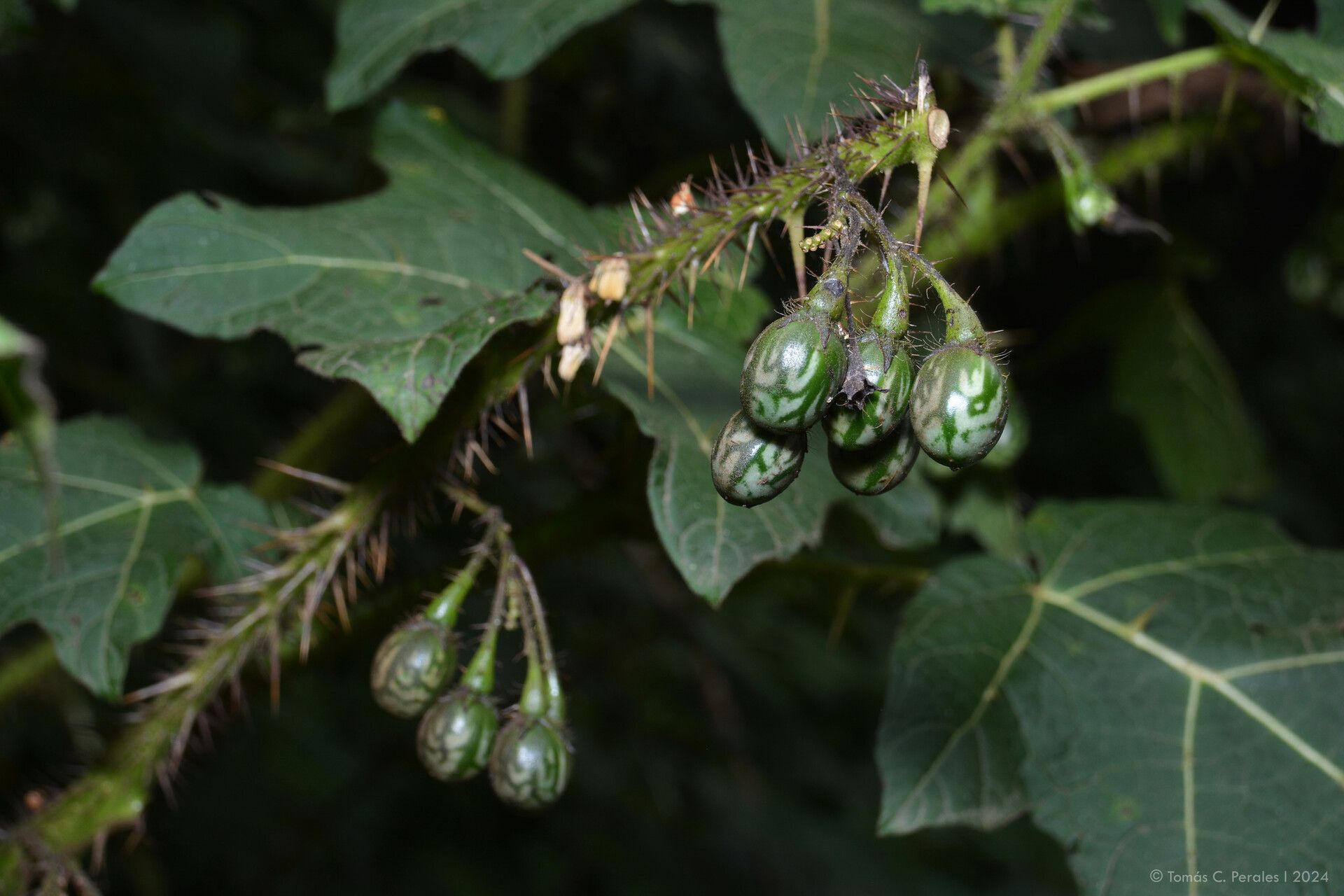Solanum tenuispinum fruit