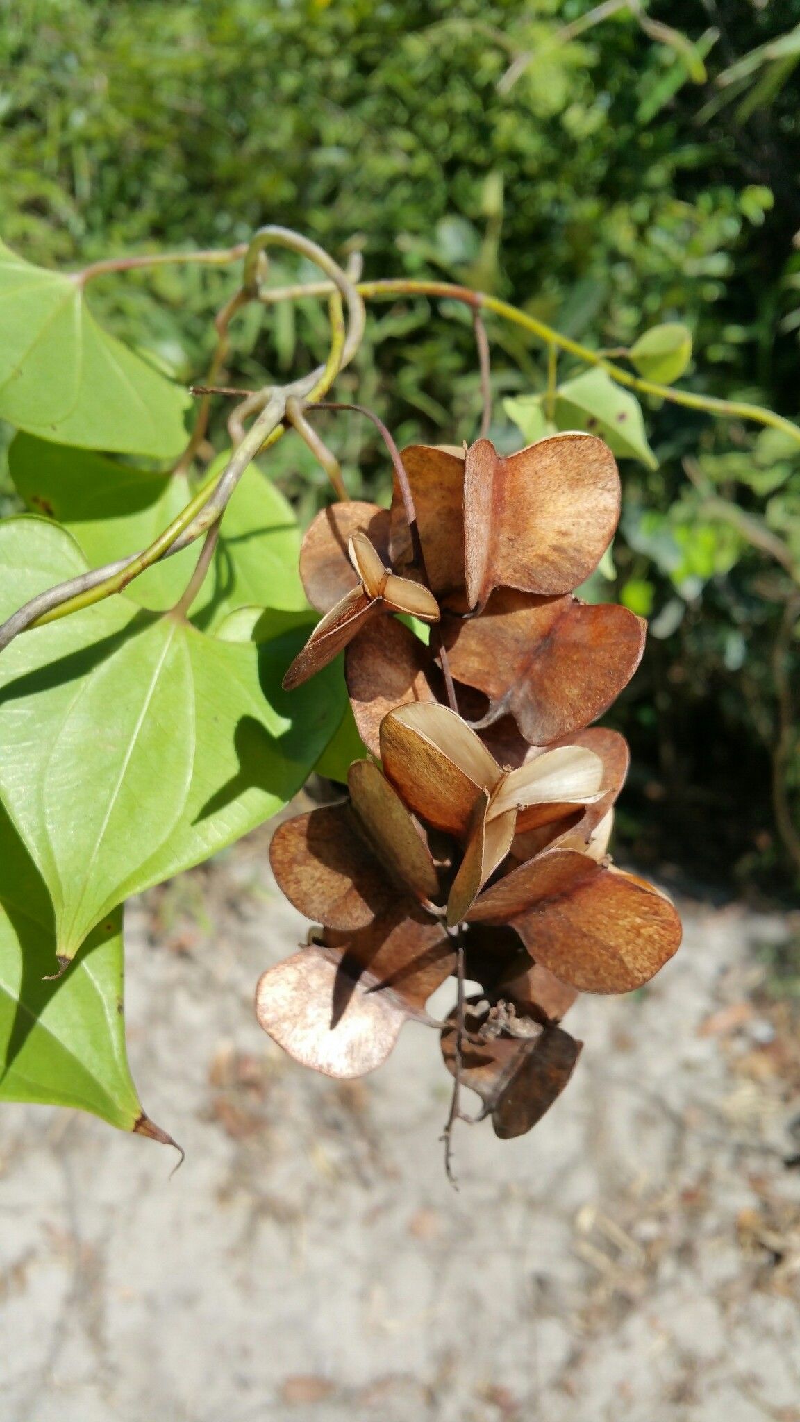 Dioscorea arcuatinervis fruit
