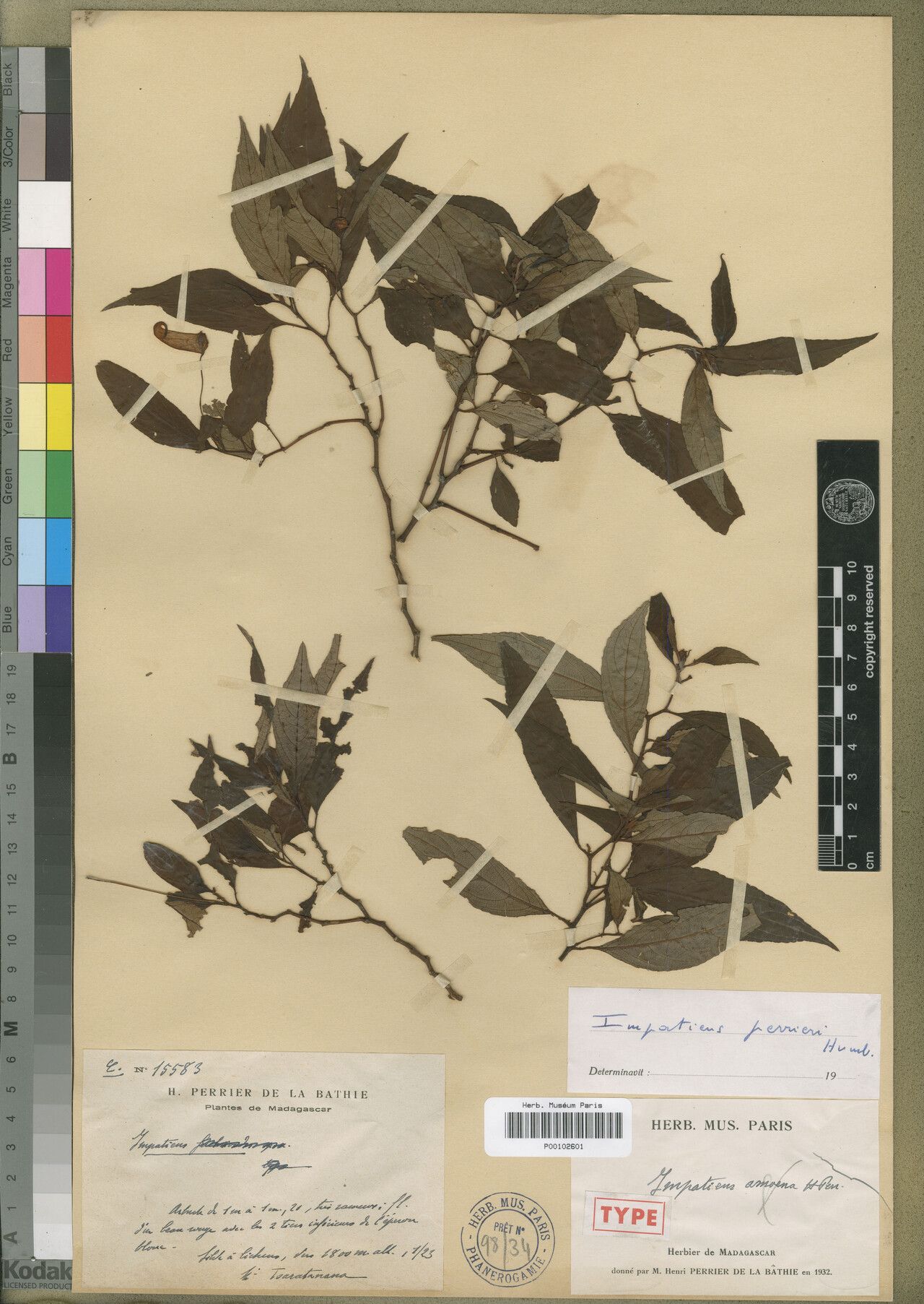 Impatiens perrieri — houseplant care guide