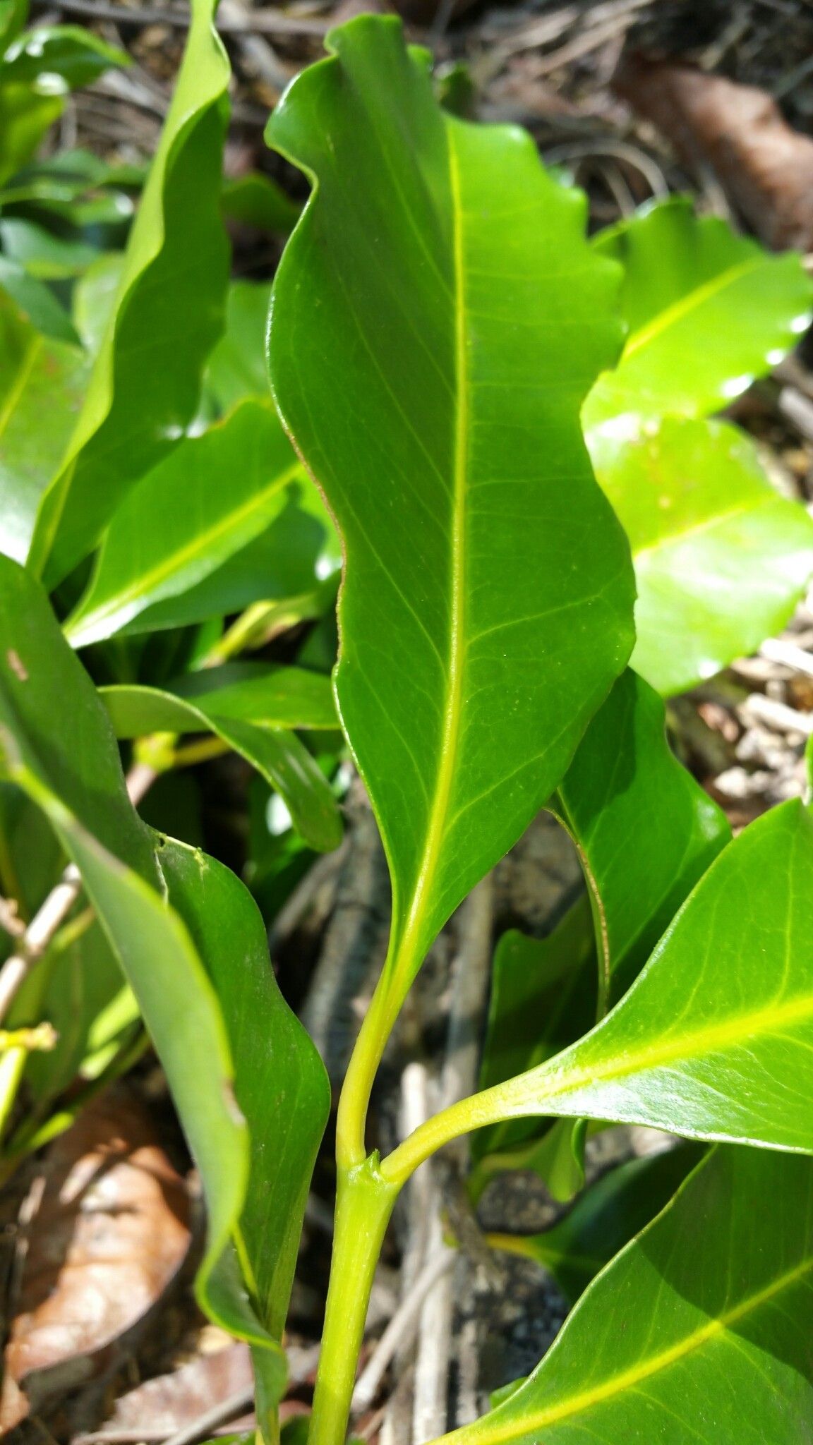 Coffea sahafaryensis — houseplant care guide