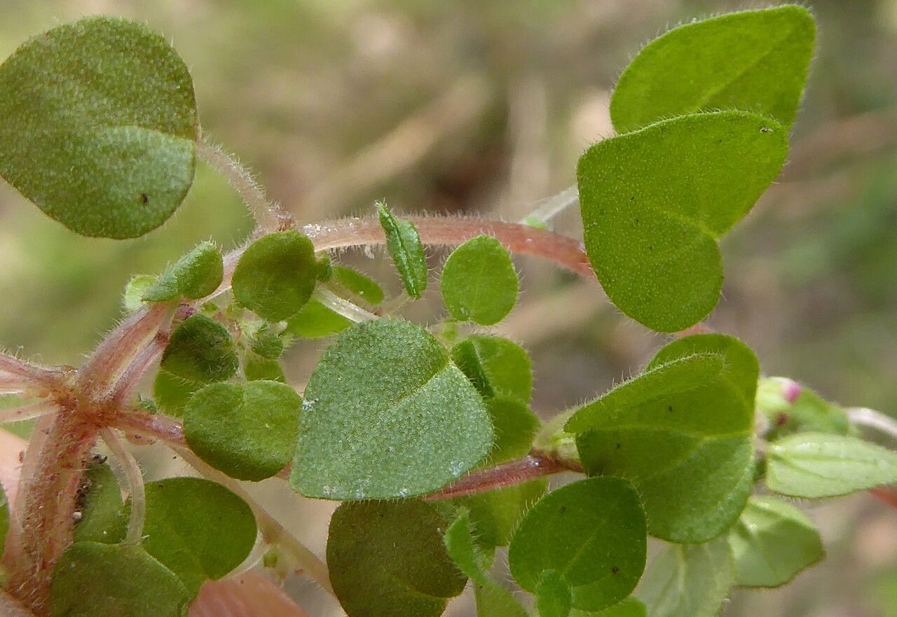 Parietaria lusitanica bark