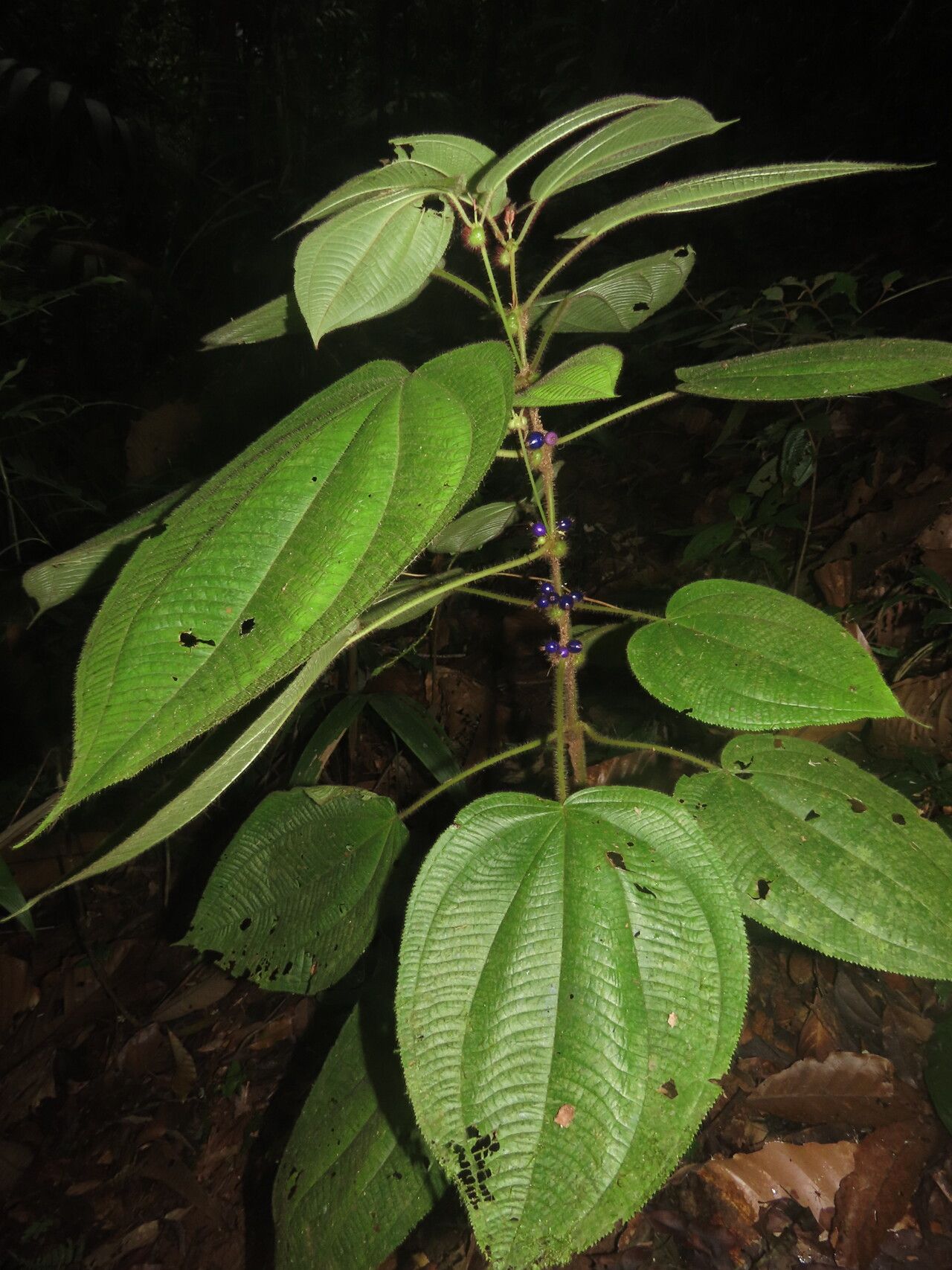 Clidemia crenulata leaf