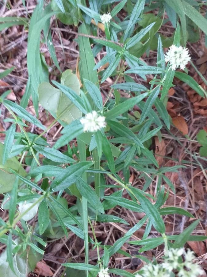 Spermacoce filituba — search result for 'Spermacoce'