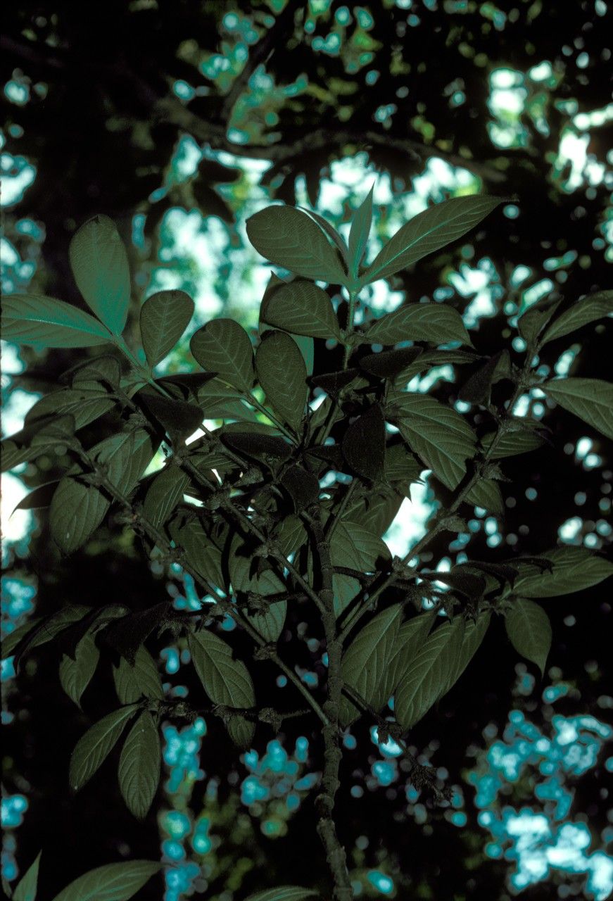 Lasianthus cyanocarpus — houseplant care guide