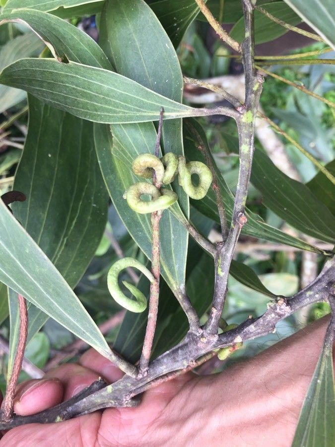 Acacia mangium fruit