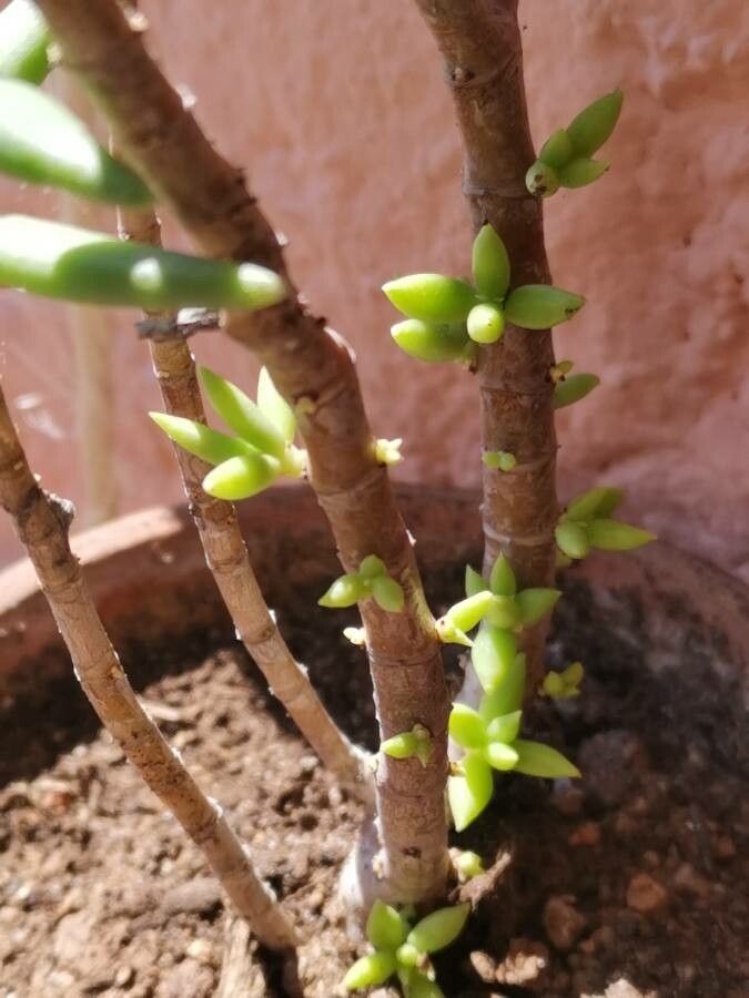 Crassula tetragona bark