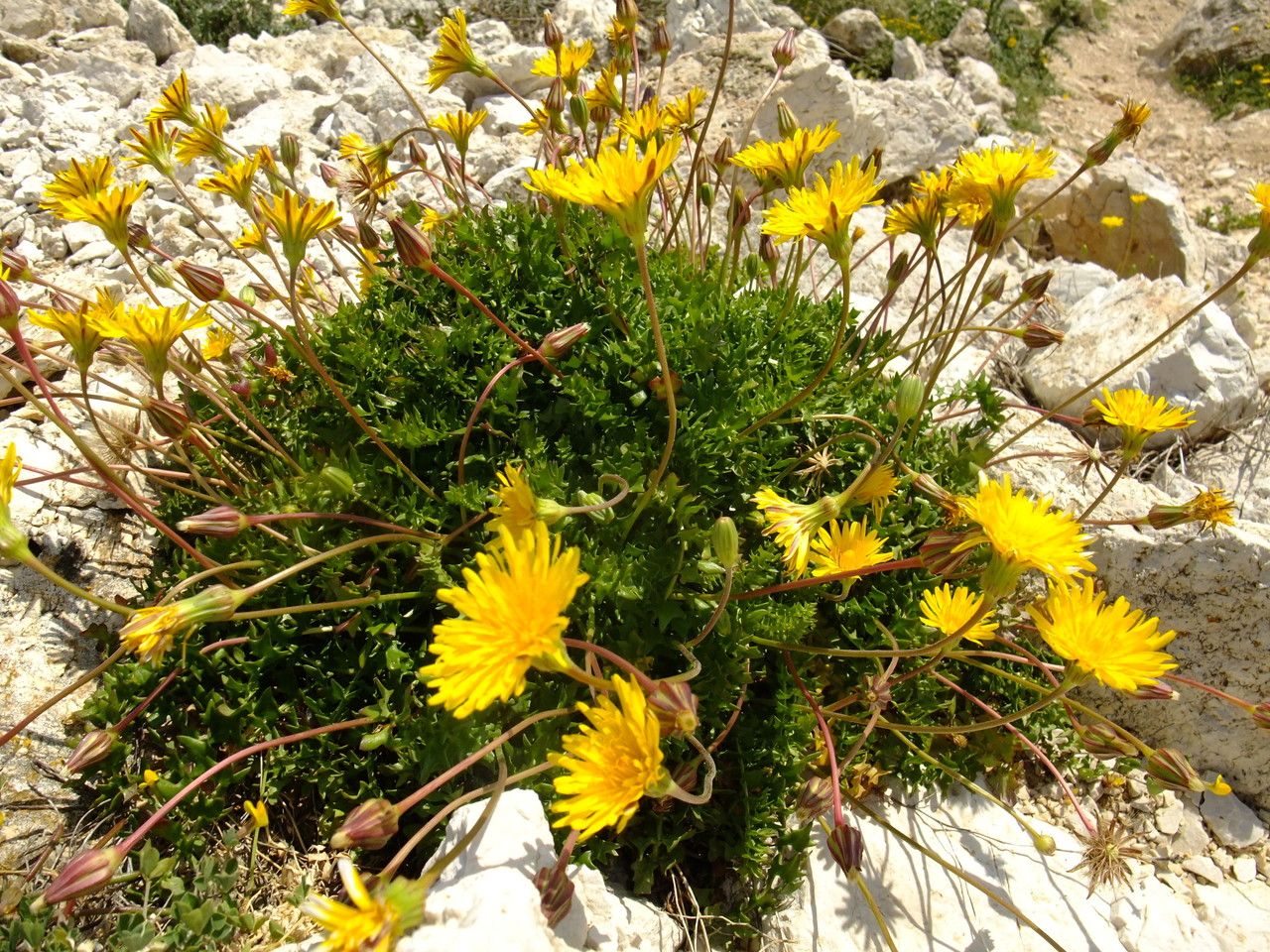 Hyoseris taurina habit