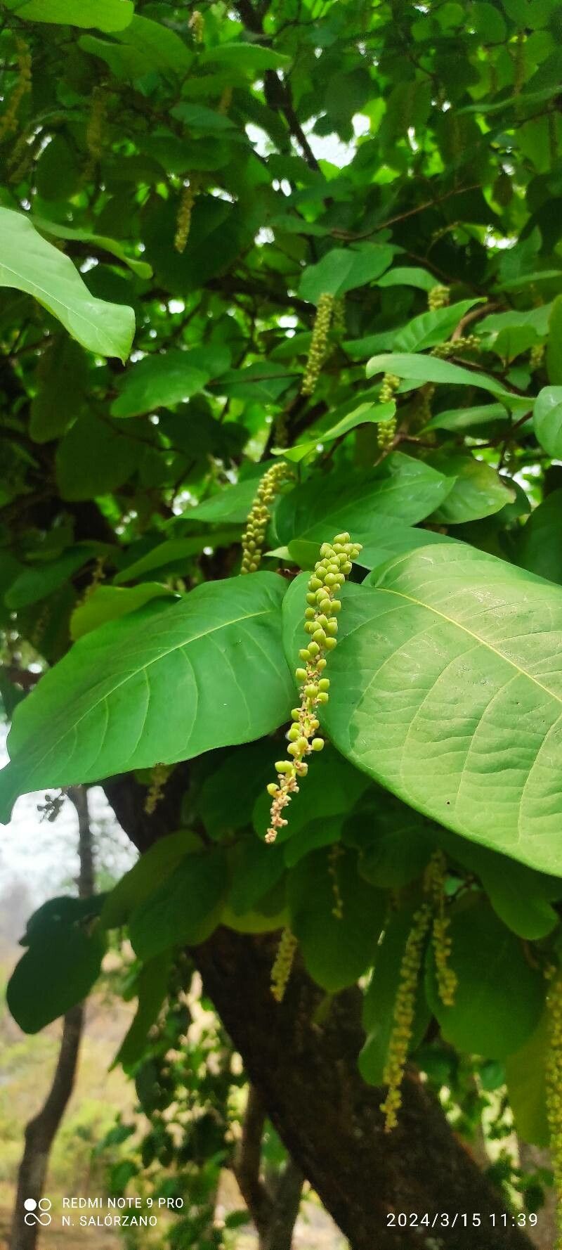 Coccoloba ovata — houseplant care guide