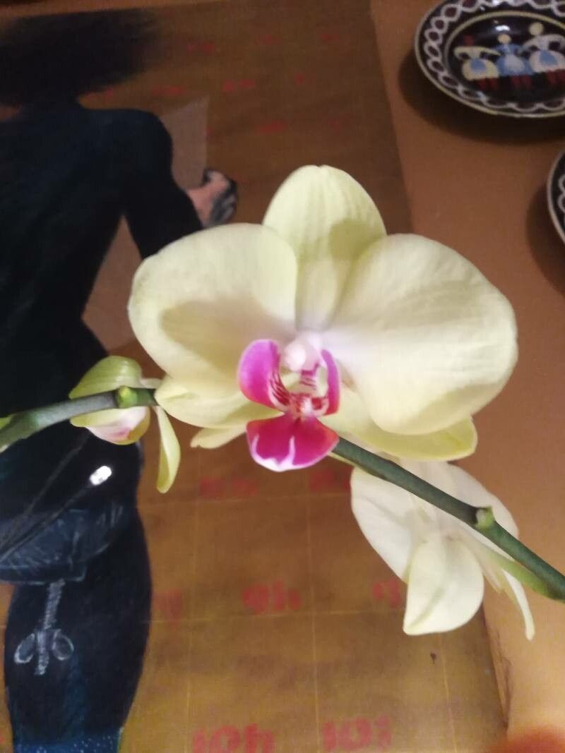 Phalaenopsis fimbriata — houseplant care guide