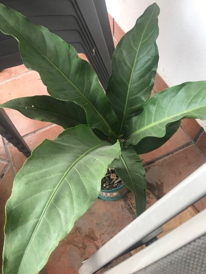 Anthurium eggersii — search result for 'Anthurium'