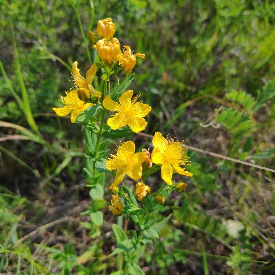 Hypericum attenuatum — search result for 'Hypericum'