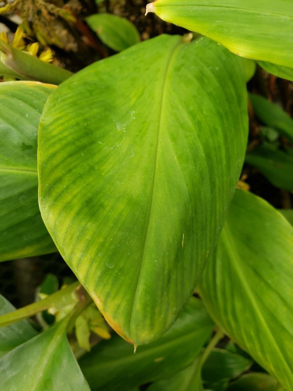 Globba unifolia — houseplant care guide