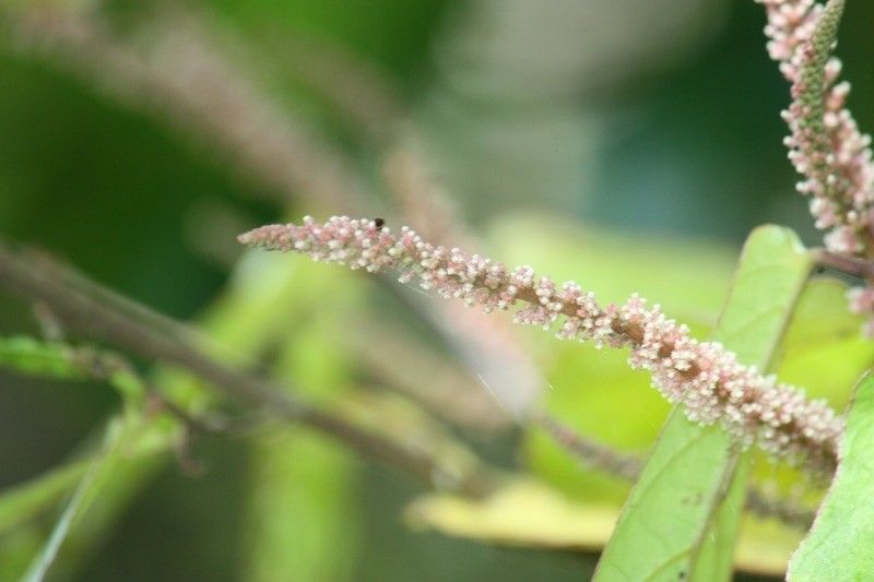 Acalypha integrifolia flower