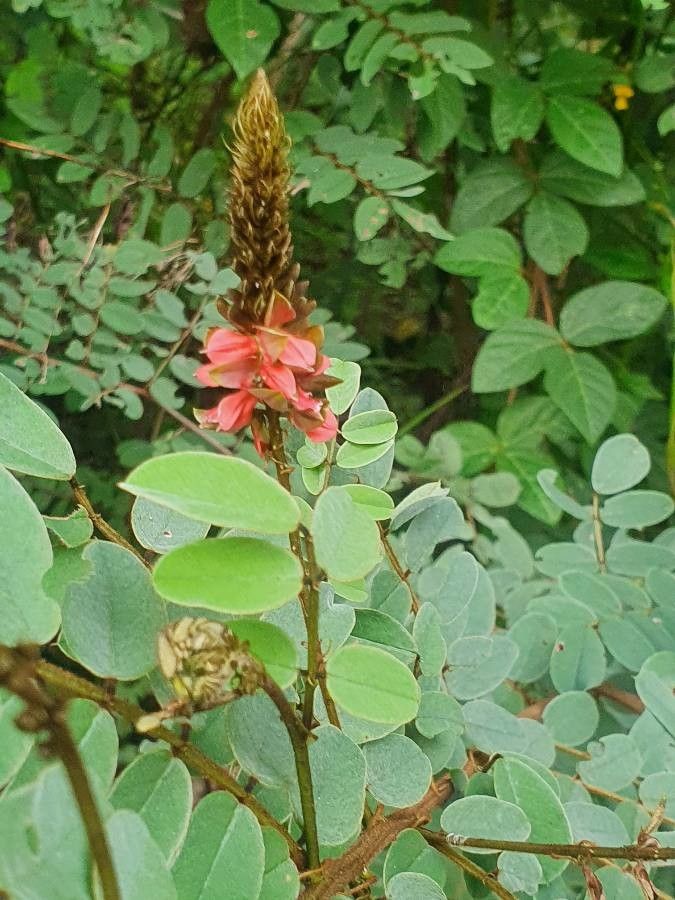Indigofera swaziensis flower