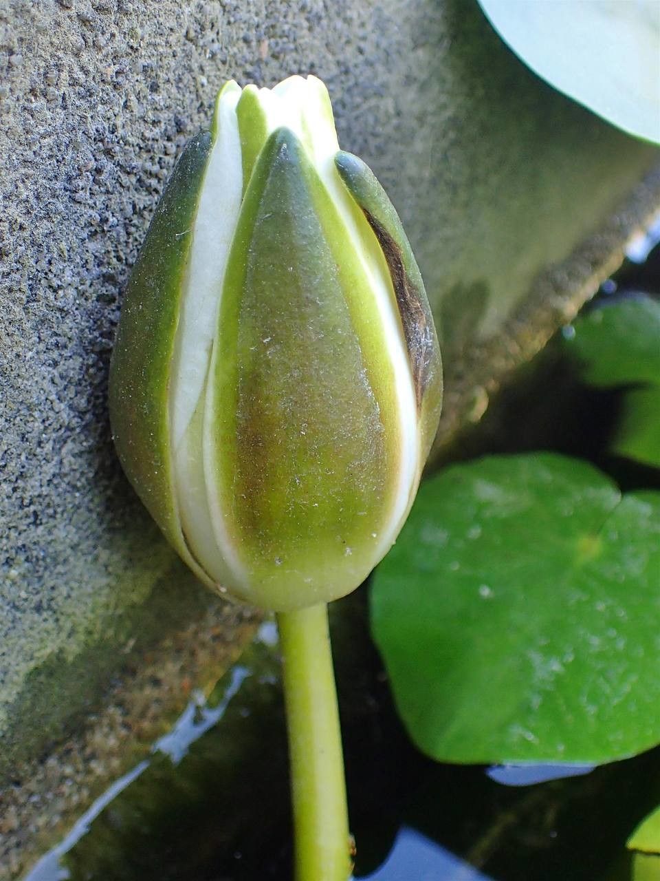 Nymphaea alba fruit