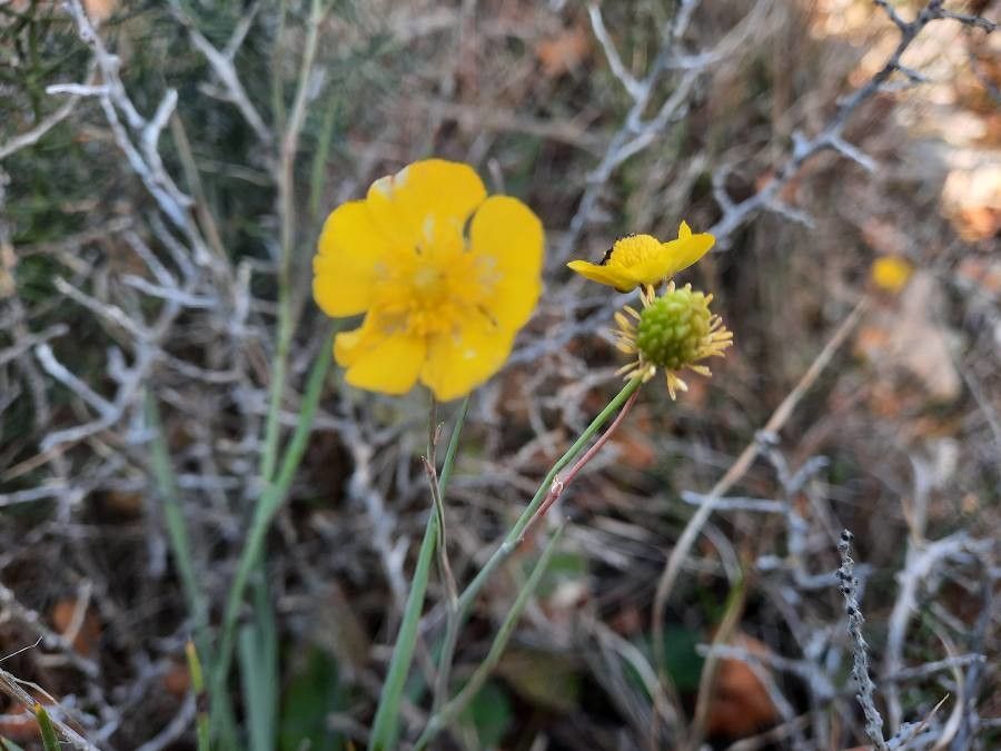 Ranunculus gramineus fruit