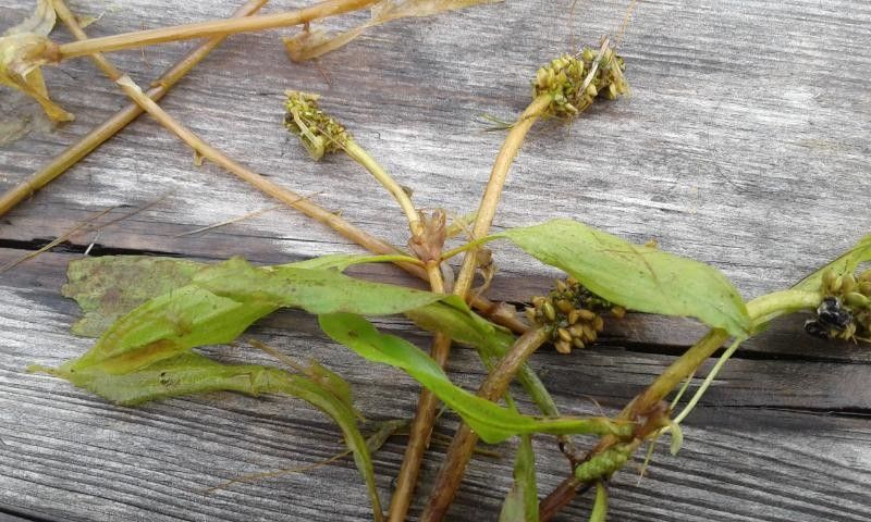 Potamogeton alpinus flower