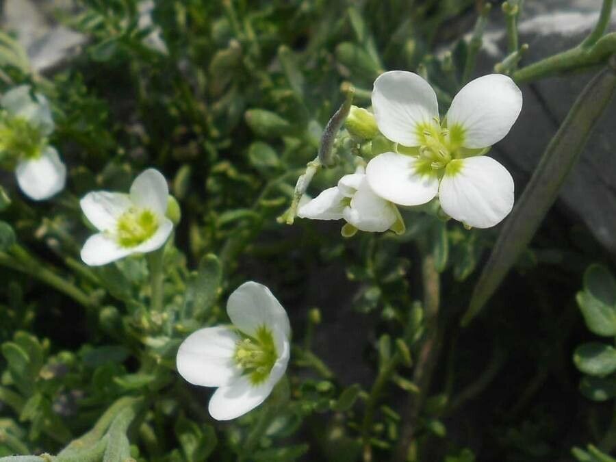 Cardamine carnosa flower