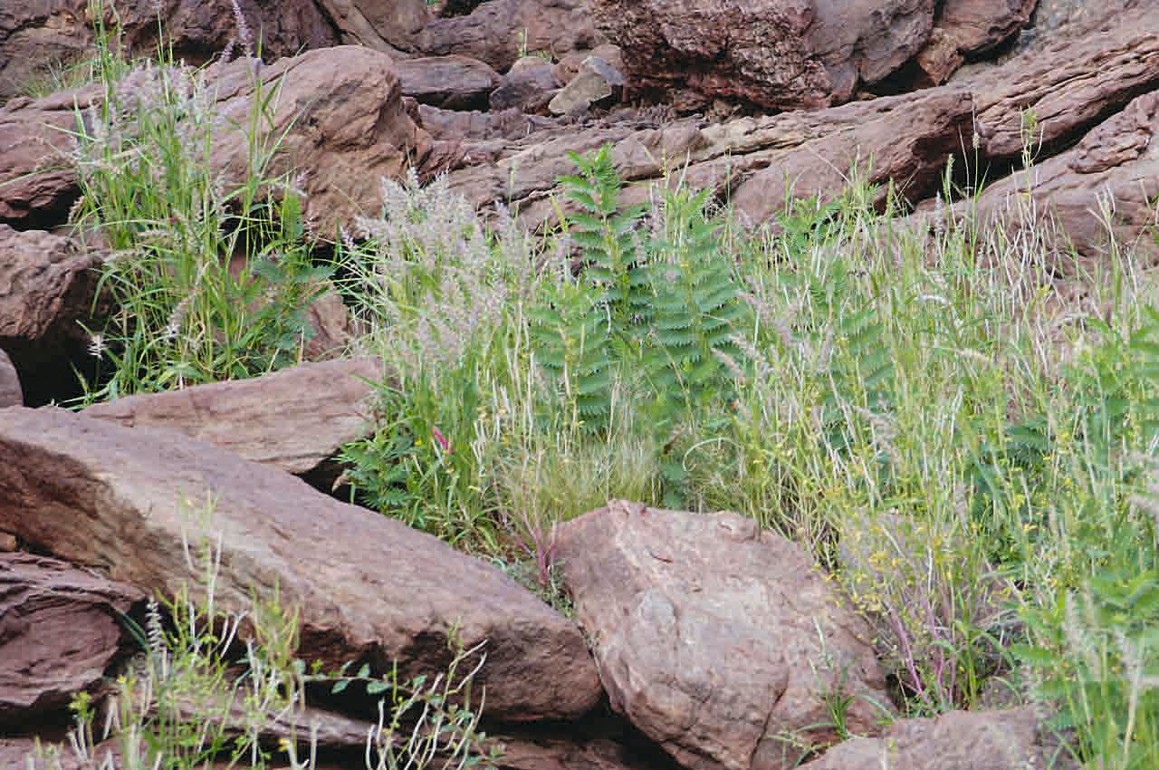 Chamaecrista nigricans habit